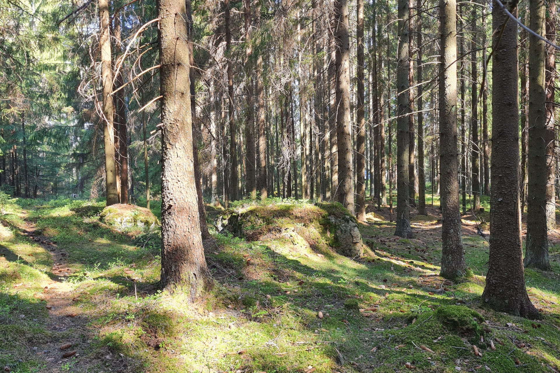 Metsäkatoasetus – mitä se tarkoittaa metsänomistajalle?