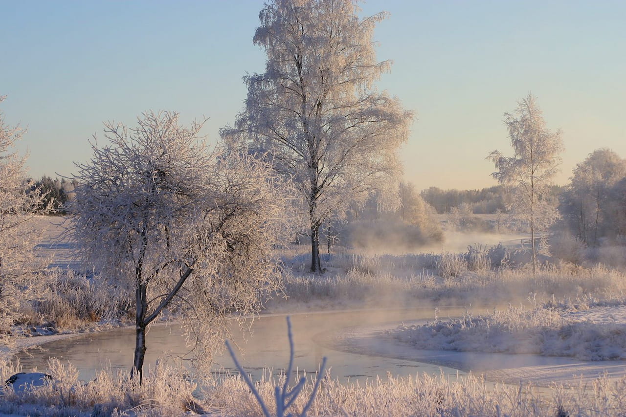 Metsähenkinen joulutervehdys