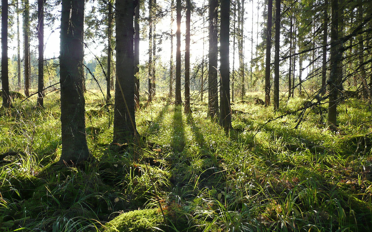 Metsätaitokilpailut Suomenniemellä