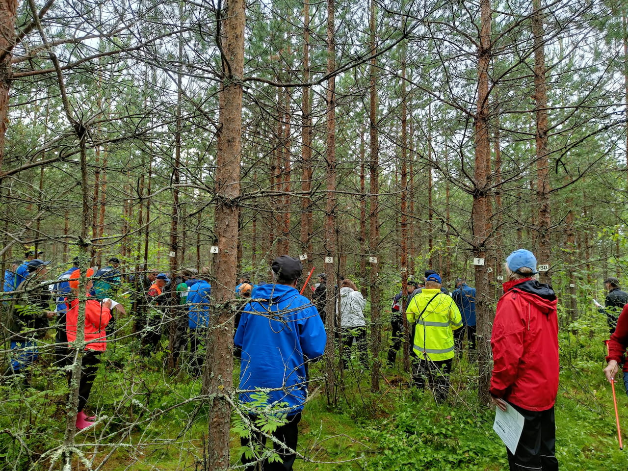 Turkian metsätaitokilpailujen tulokset 17.6.2025