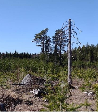 Skogens dynamik och skogsskötseln