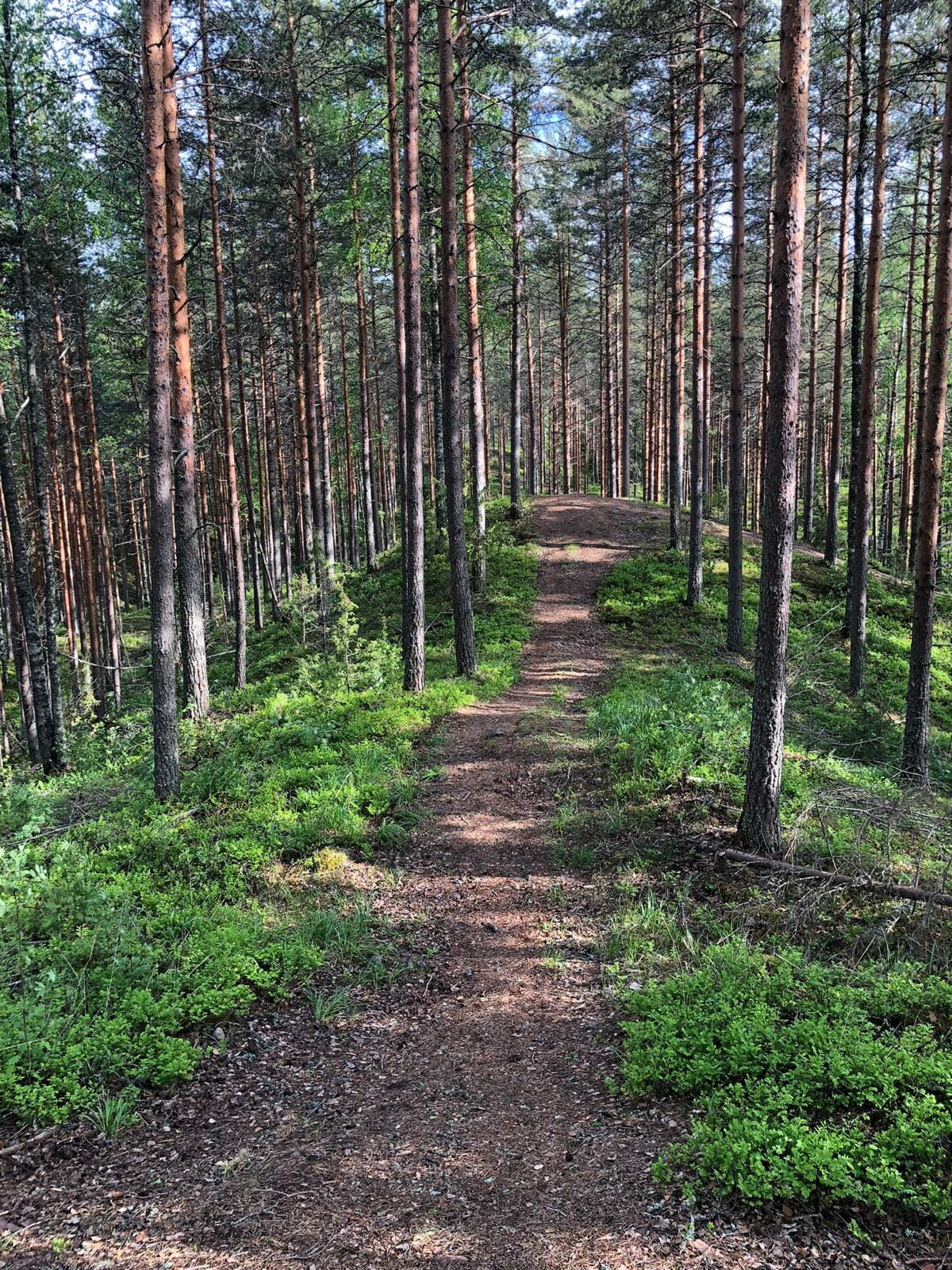 Loppuvaiheen opiskelijoita metsäharjoittelijoiksi