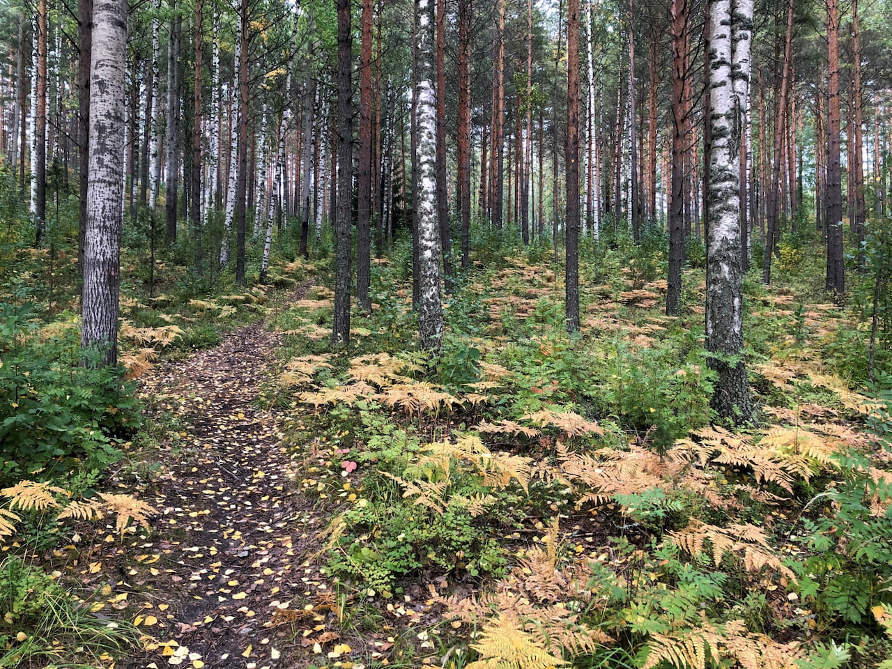 Lokakuun puumarkkinakatsaus
