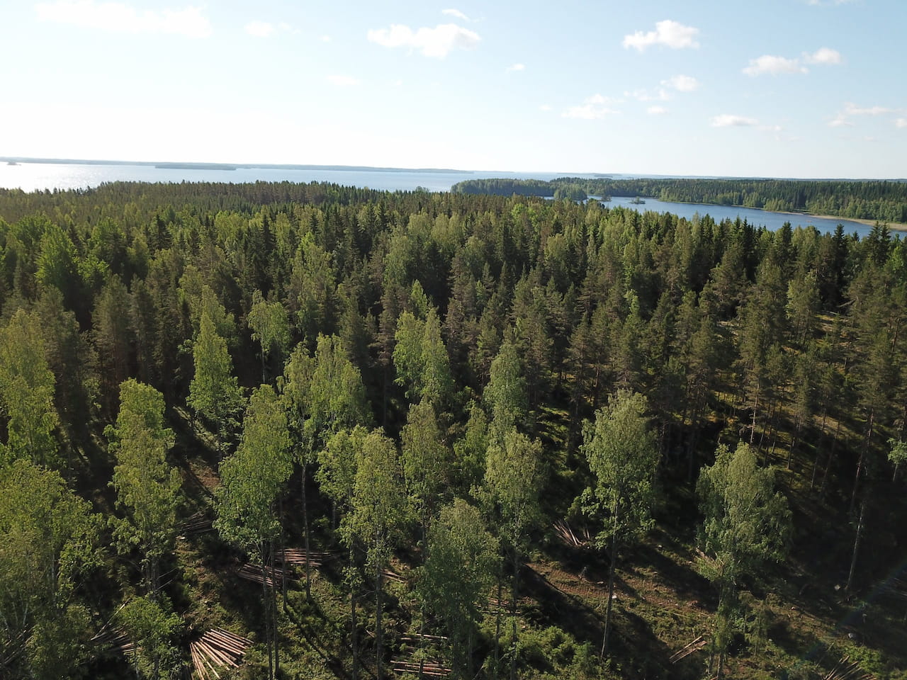 Etelä-Savon metsänomistajien evästykset hallitusohjelman valmistelijoille
