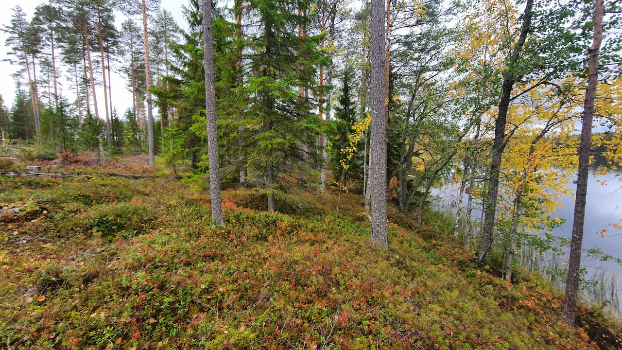 Vesistöjen ja pienvesien rannoille suositellaan jättämään metsänkäsittelyn yhteydessä vaihtelevan levyinen suojakaista, jonka avulla voidaan turvata rantametsien ominaispiirteiden säilymistä sekä vähentää metsänkäsittelyn aiheuttamaa vesistökuormitusta.