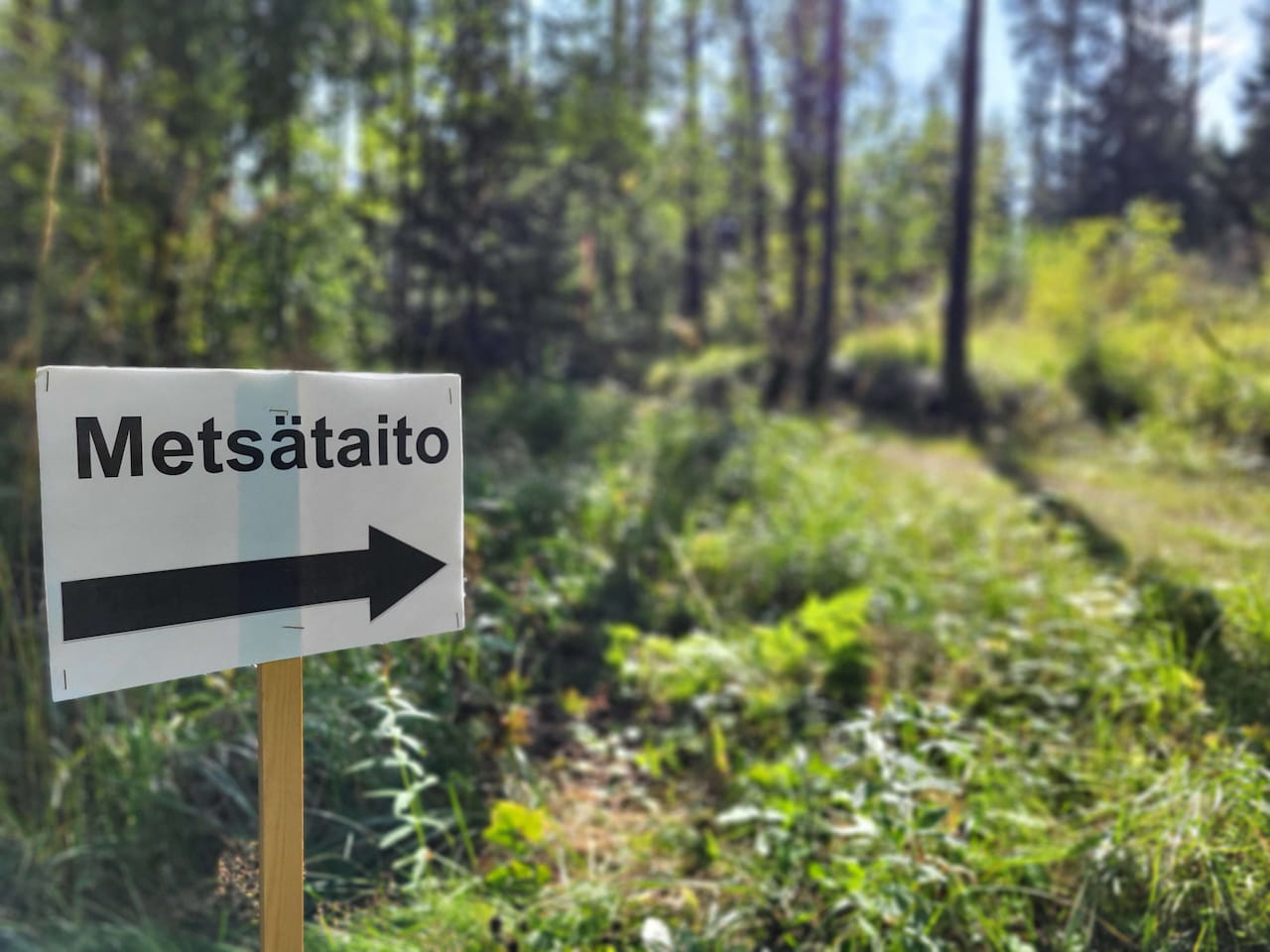 Kisasivu - Metsätaitokilpailut la 26.8.2023