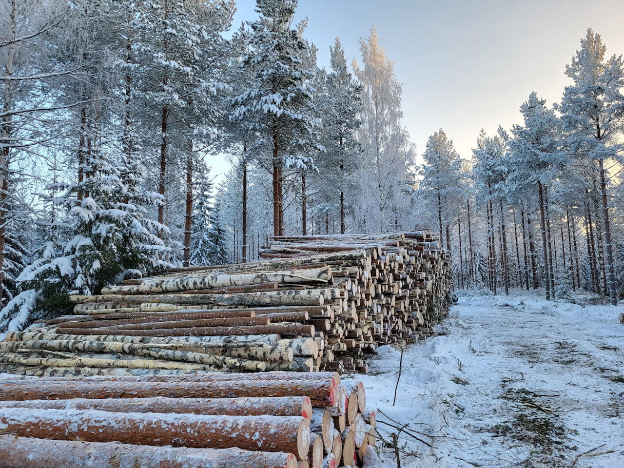 Puumarkkinakatsaus joulukuu 2023