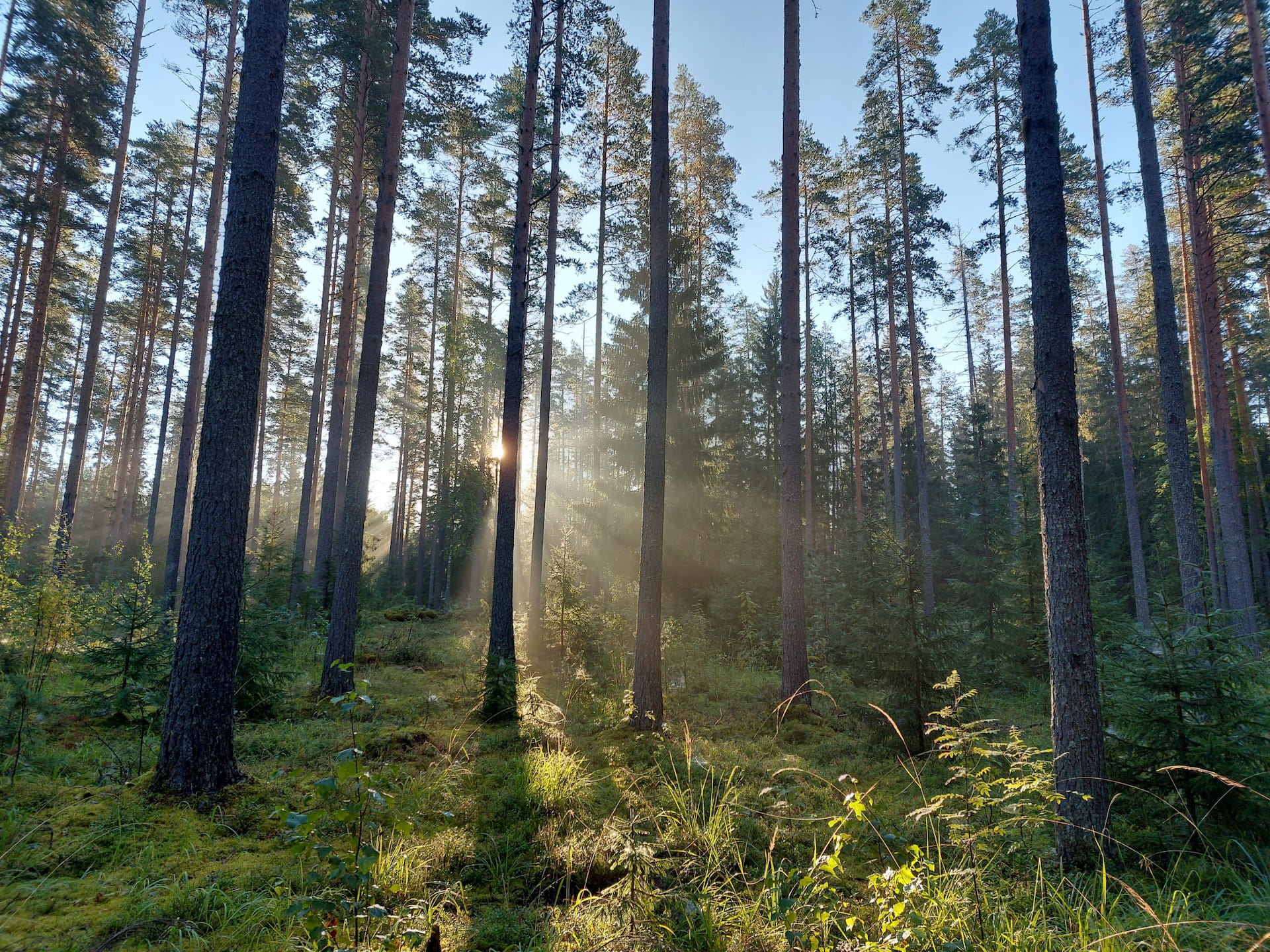 Kuva metsästä