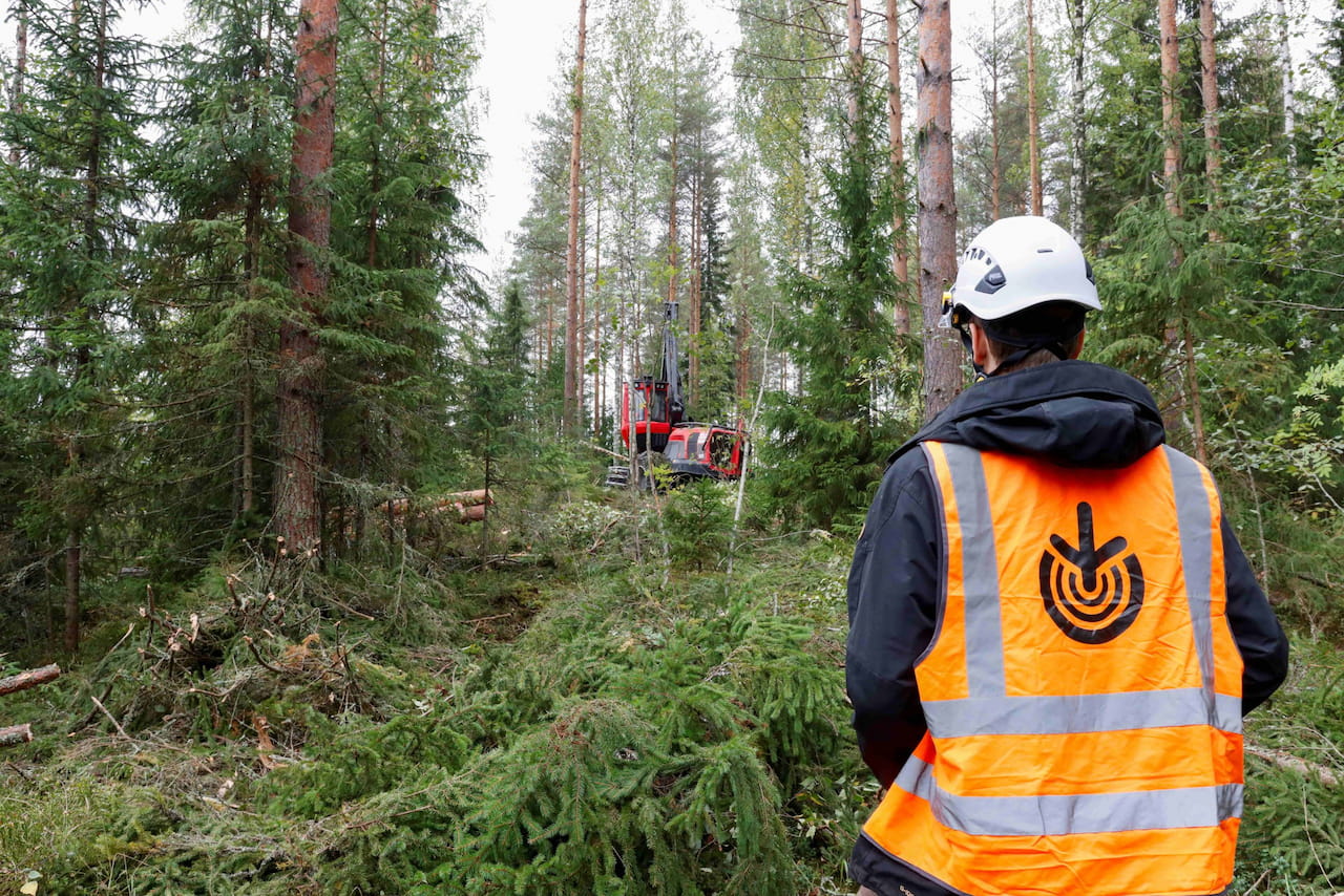 Puumarkkinakatsaus kesäkuu 2025
