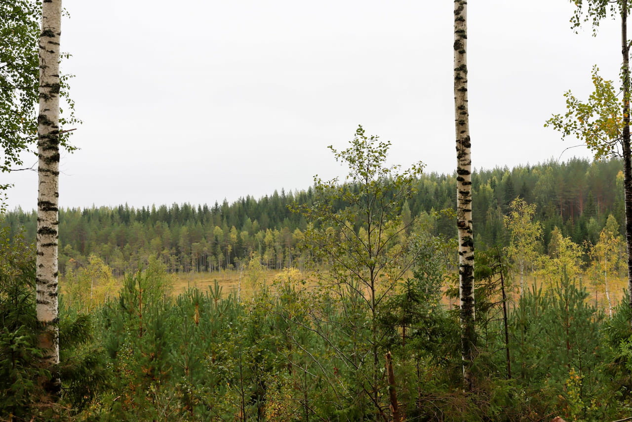 Metsätalouden hyvät käytänteet ilmastotyössä