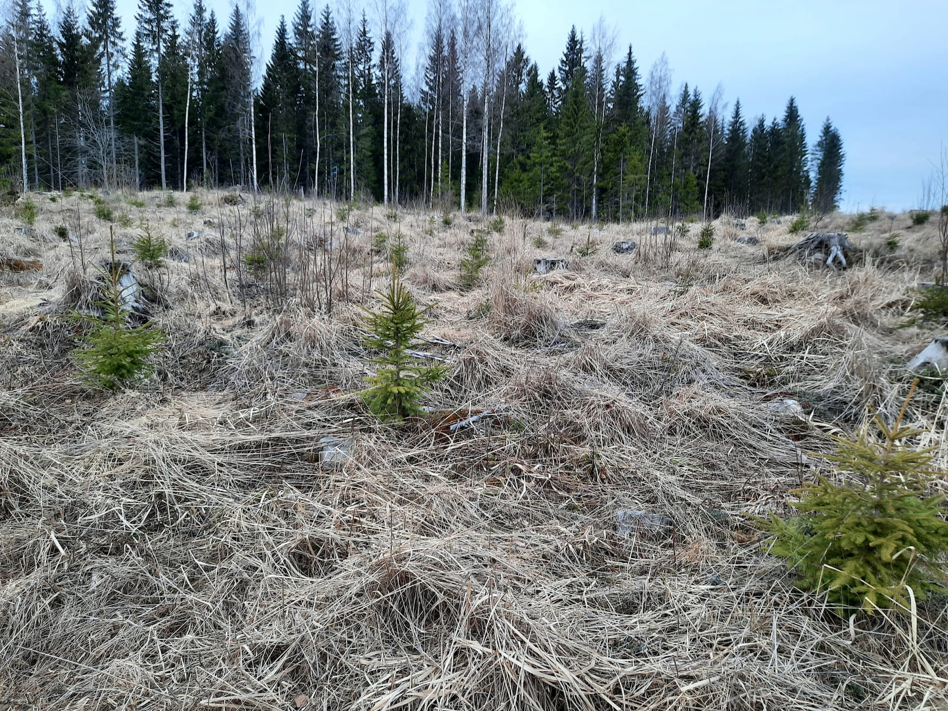 Tarkista taimikko syksyllä tai viimeistään keväällä