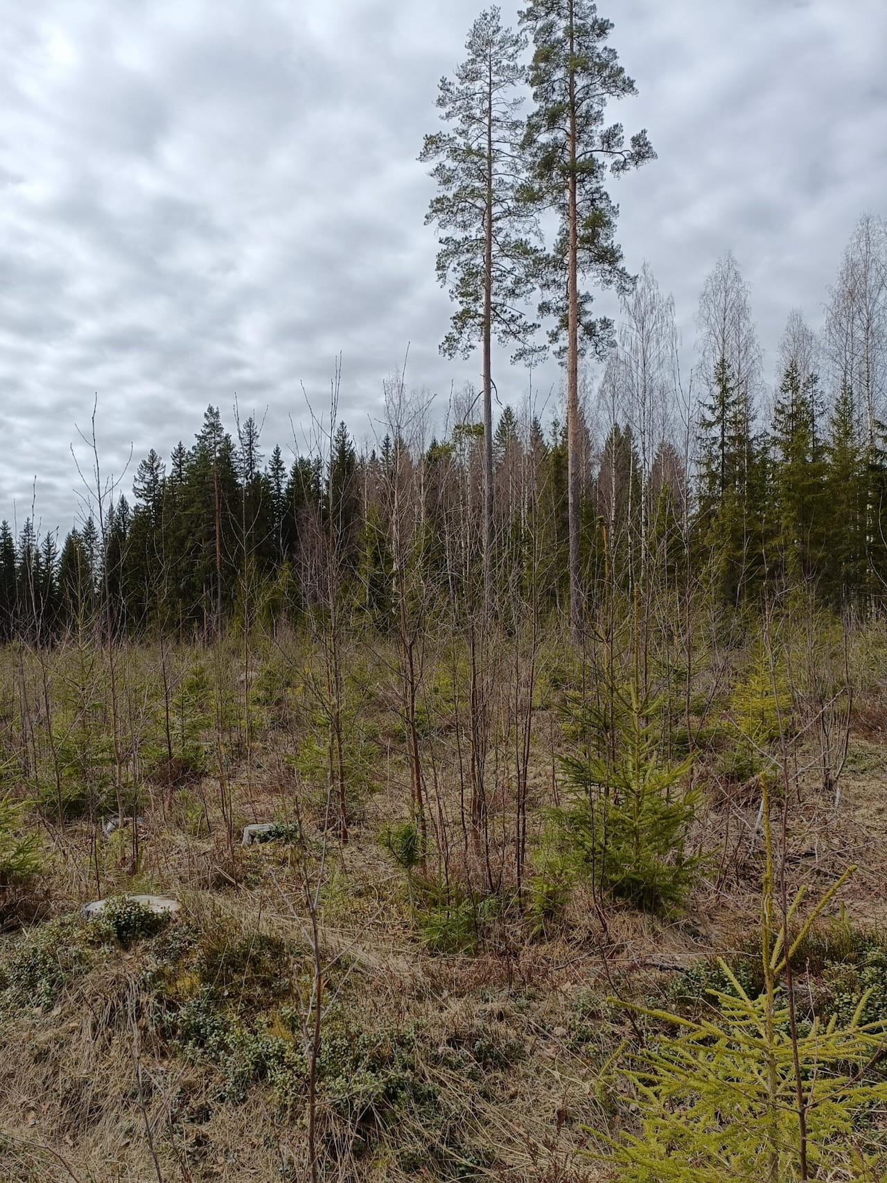 Taimikonhoito on investointi metsäsi tulevaisuuteen!