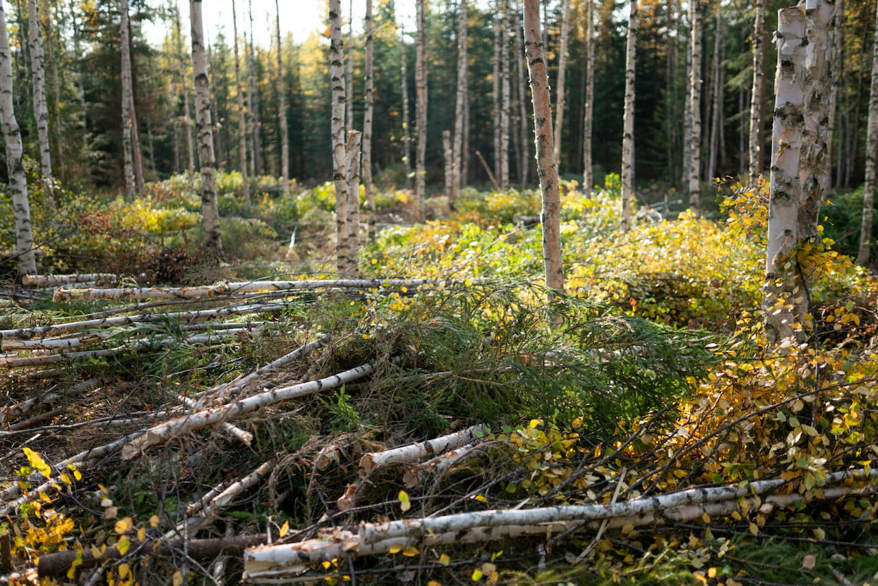 Kokopuun korjuukohteille on kysyntää
