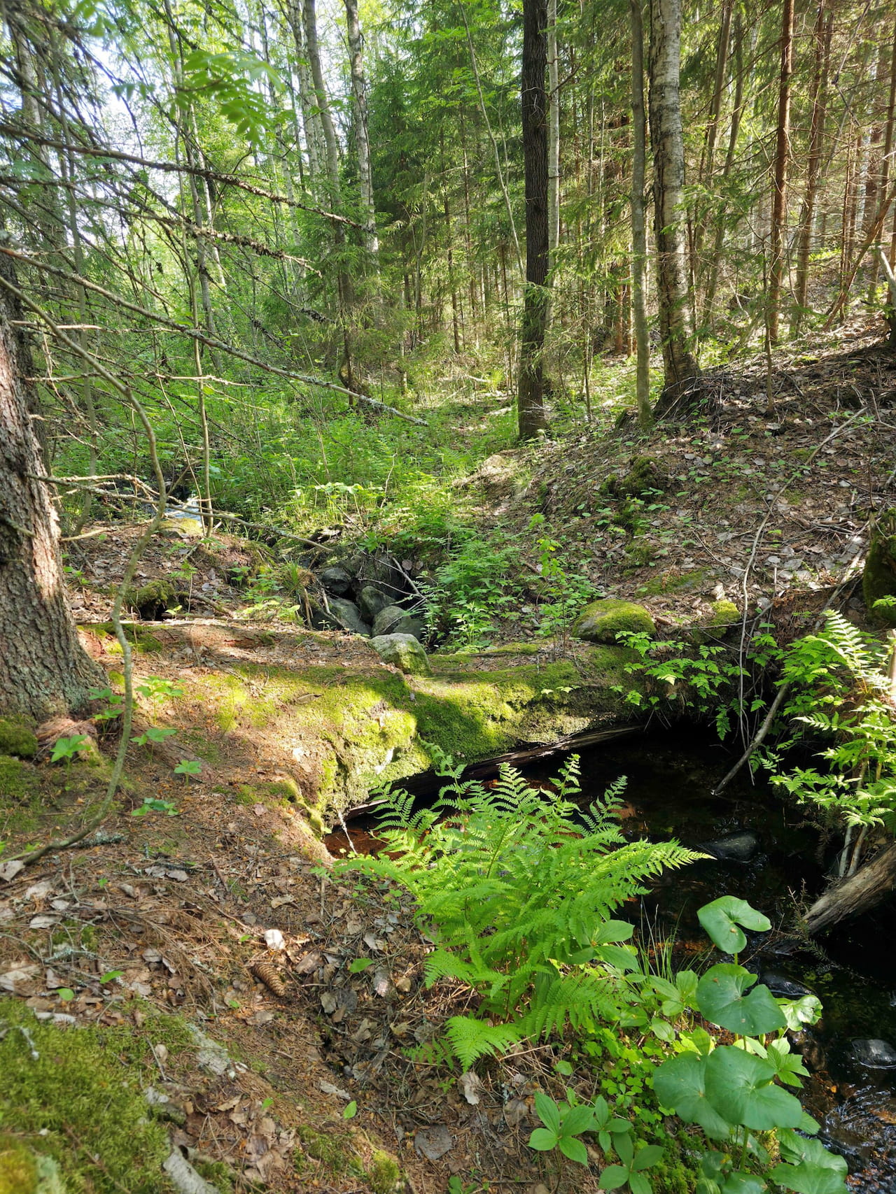 Tiesitkö, että voit saada korvausta metsän suojelusta kaatamatta puutakaan?
