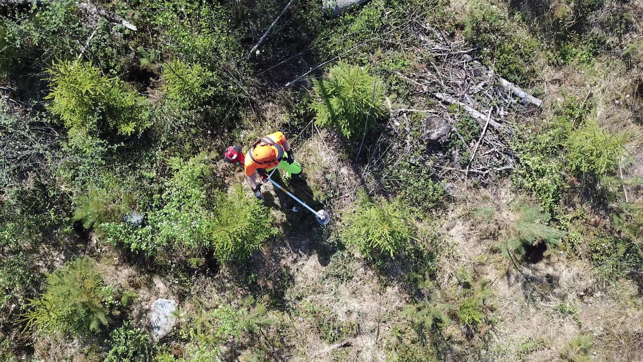 Metsätalouden tukiin tulee muutoksia vuodenvaihteessa