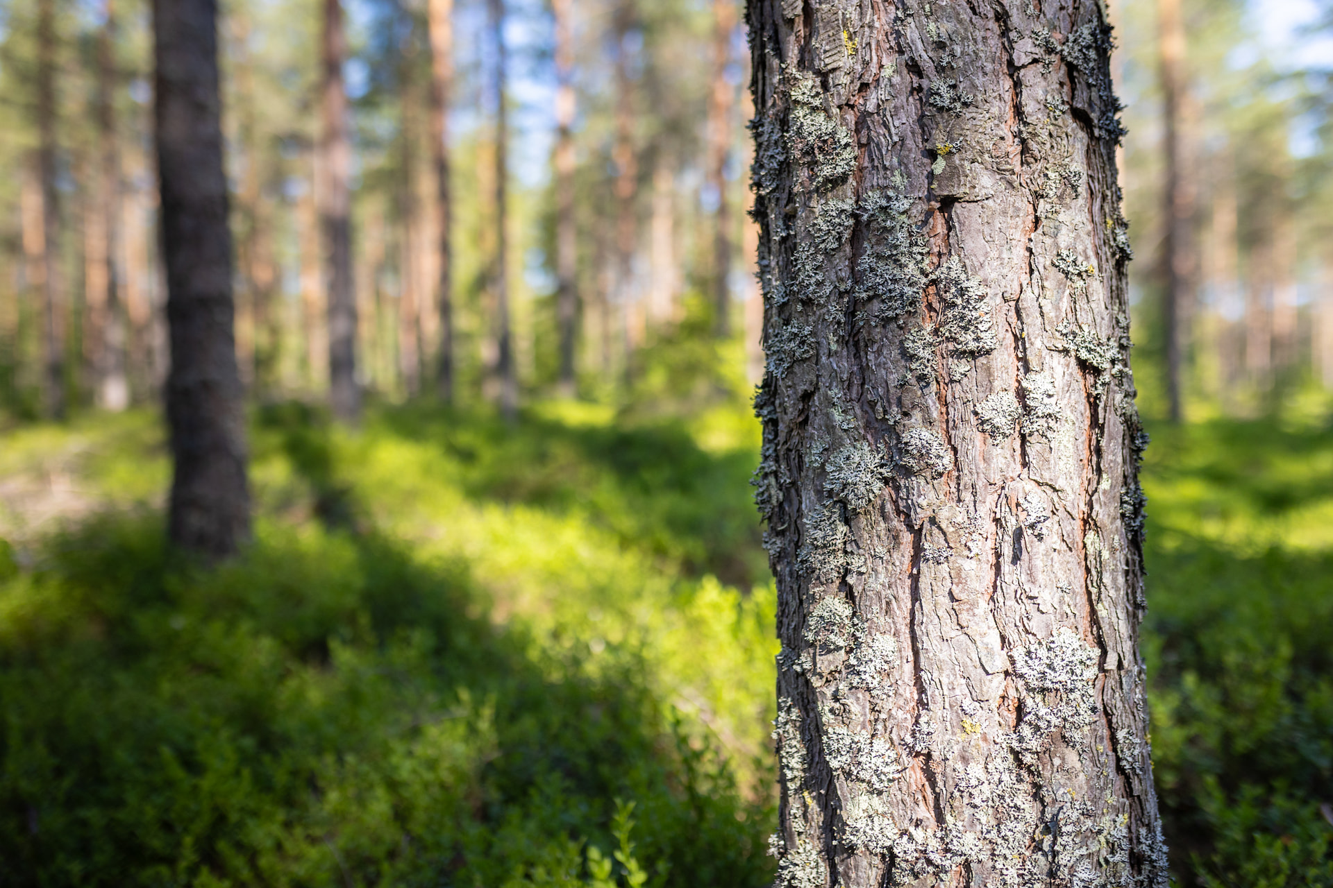 Kuukauden palvelu: Metsäsuunnitelmalla tavoitteisiin