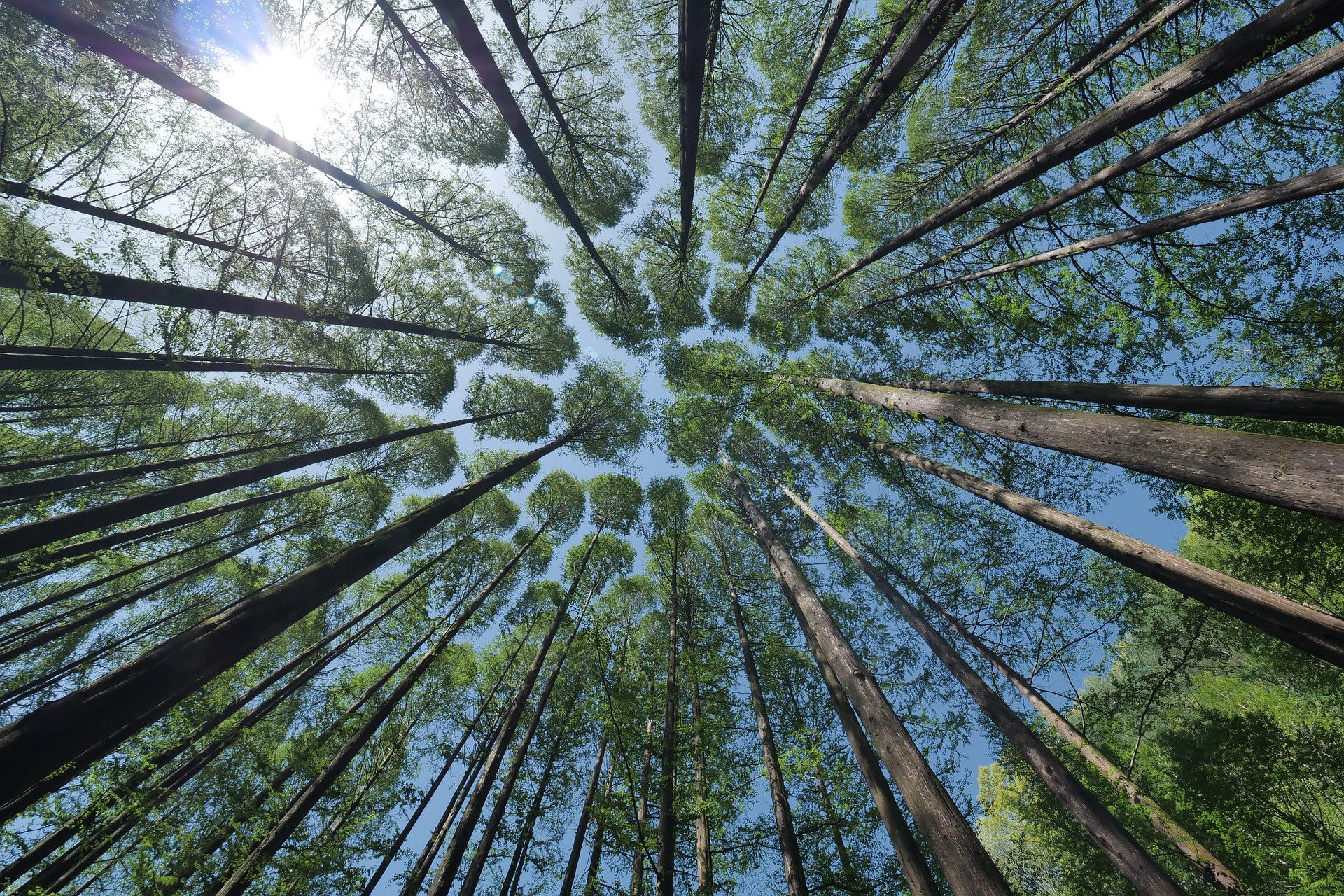 Metsänhoitoyhdistys tuntee metsäsi