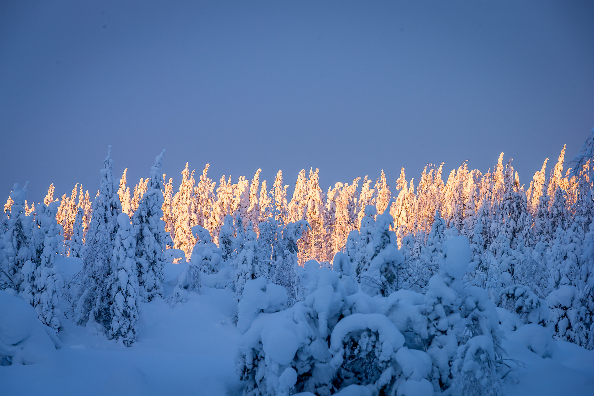 Metsänhoitoyhdistys tuntee metsäsi