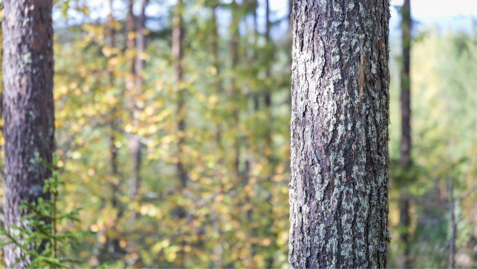 Metsänhoitoyhdistys tuntee metsäsi