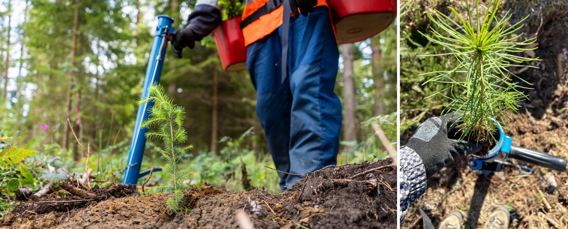 Oma metsäasiantuntijasi tuntee metsäsi