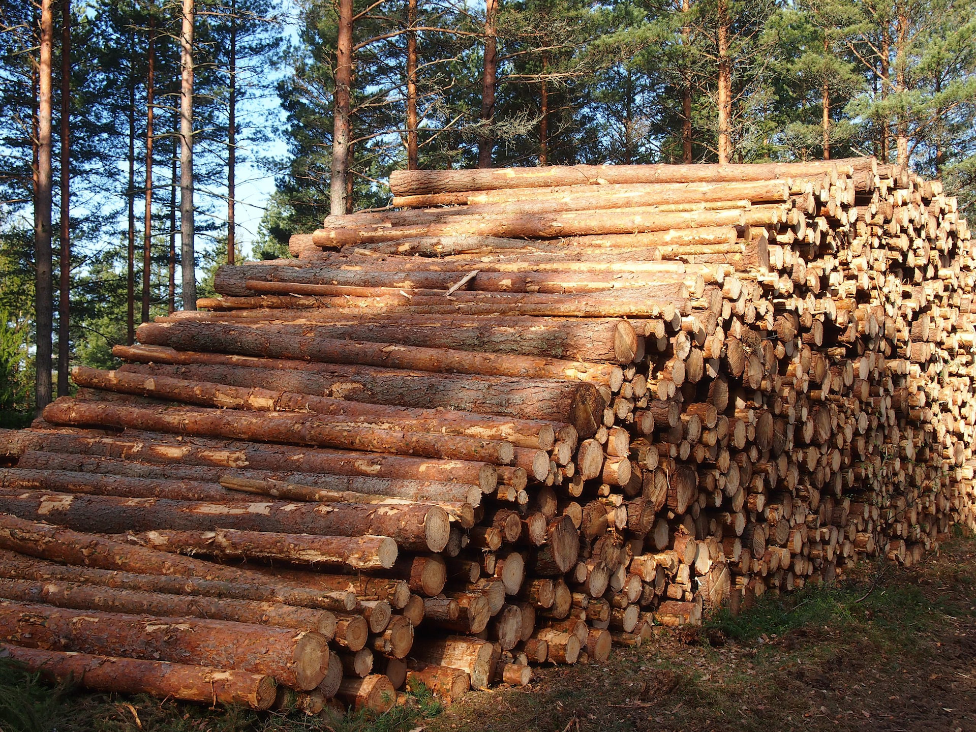 Syyskuun 2025 puumarkkinakatsaus 