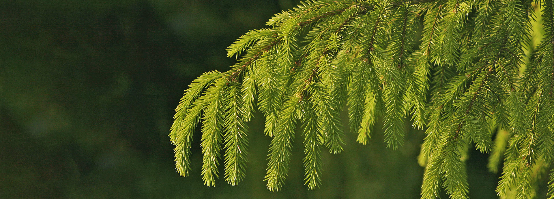 Metsänhoitoyhdistys tuntee metsäsi