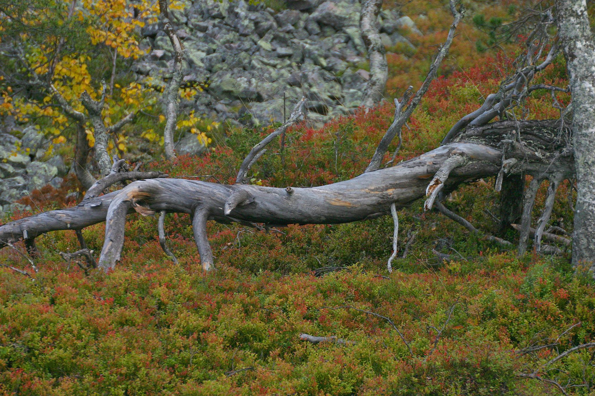 Metsänhoitoyhdistys tuntee metsäsi
