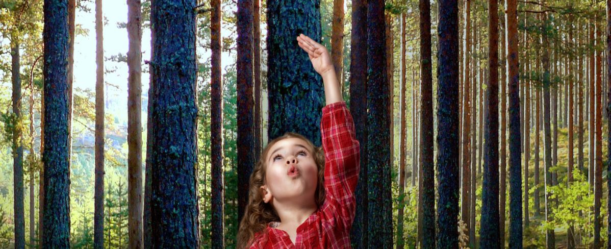Tervetuloa Metsänhoitoyhdistys Etelä-Karjalan sivuille