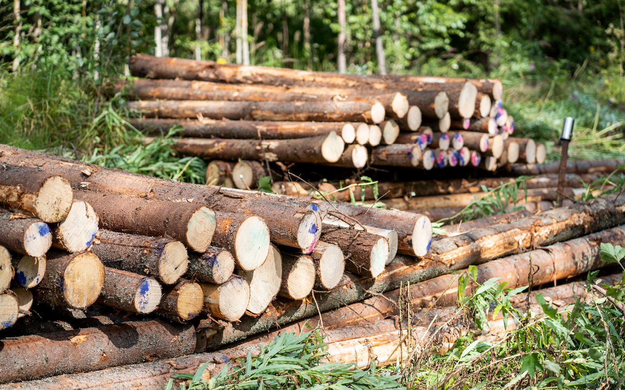 Skogsstiftelseavgiften befrämjar virkesavsättningen