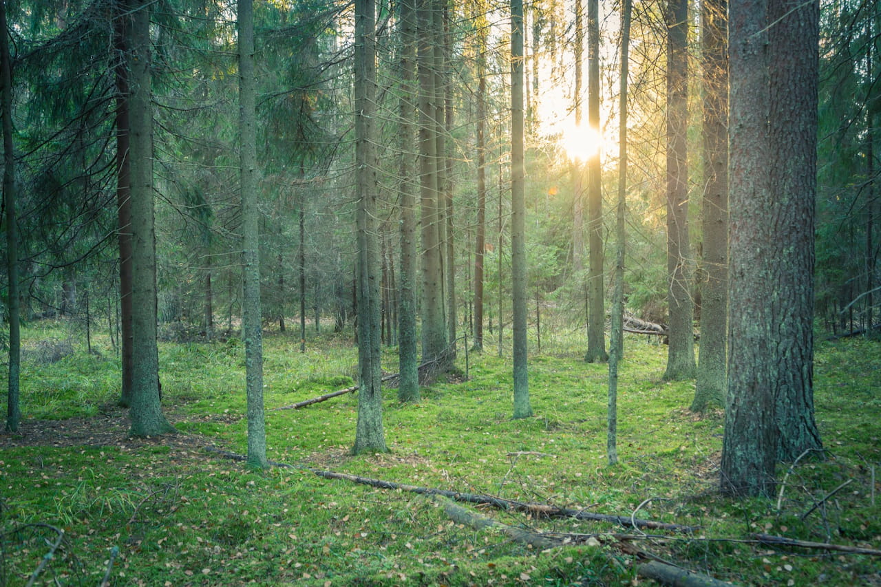 Metsänomistaja voi suojella halutessaan metsänsä eri tavoin.