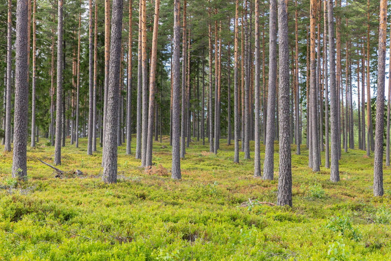 Ilmastonmuutosta voi torjua säilyttämällä metsän hiilivarastona kauemmin kiertoaikaa pidentämällä. 