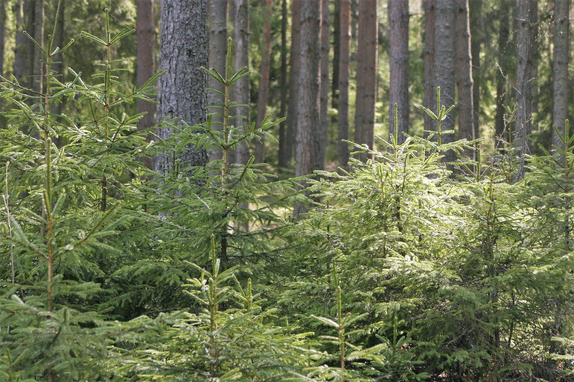 Skogsbruksplan som siktar på vård av olikåldriga bestånd