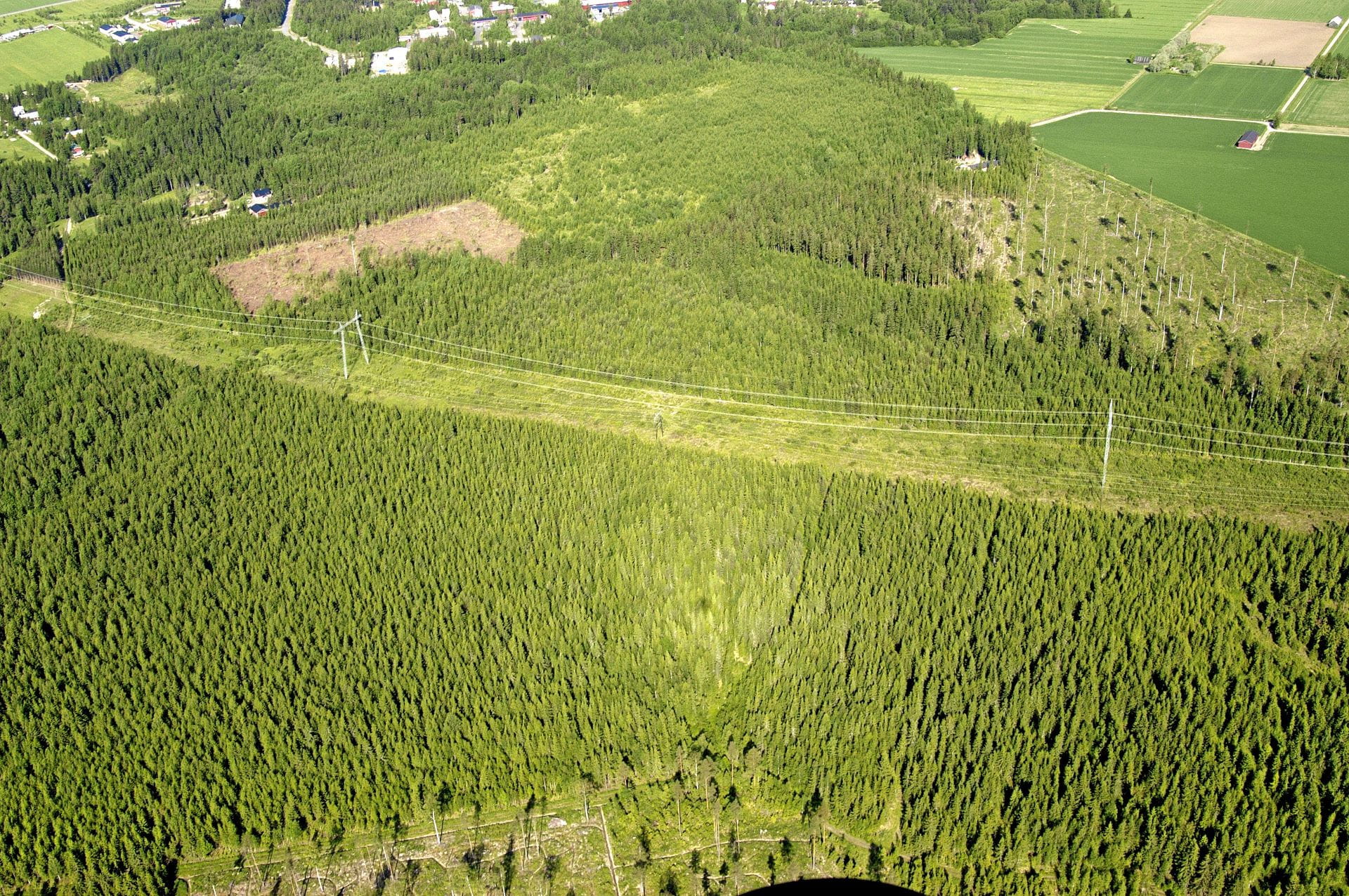 Metsät ja huoltovarmuus - webinaari metsänomistajille - Jäsenetu