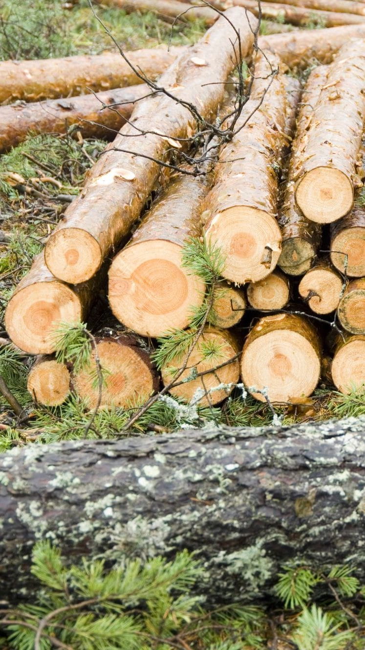 Metsänomistajien tyytyväisyys puukauppaan nousussa – Puukauppa kilpailutetaan entistä useammin metsänhoitoyhdistyksen avulla