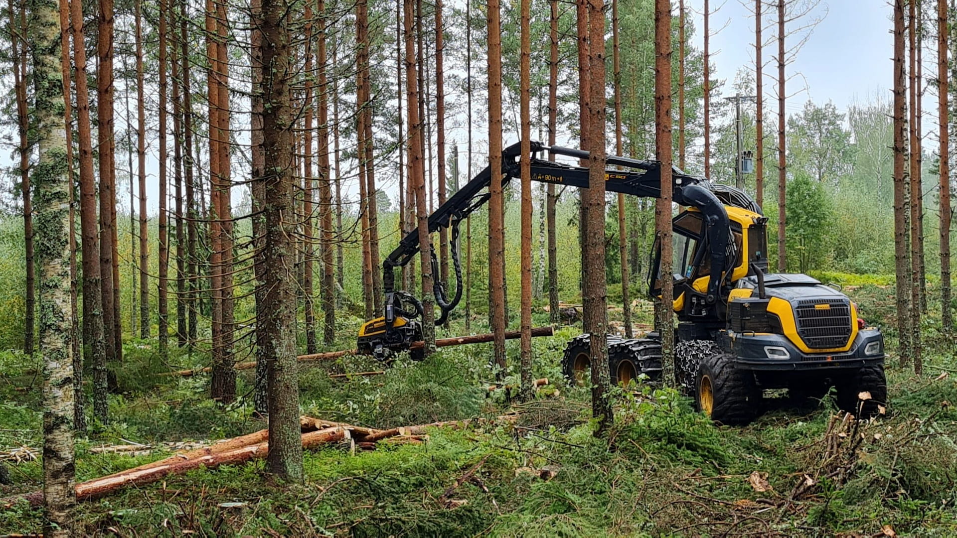 Hakkuukone metsässä kaataa mäntyä.