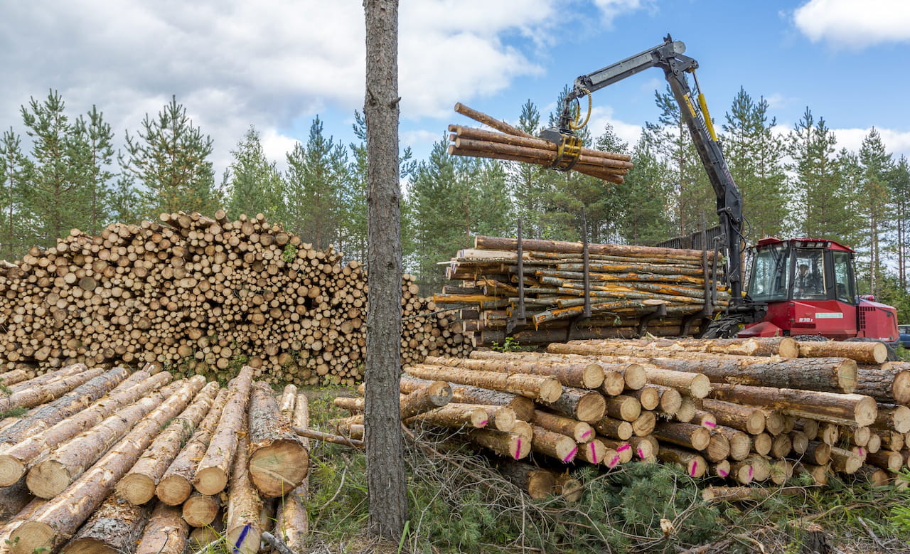 Hyödynnä jäsenyyden edut – käytä metsäammattilaista puukaupassa apuna