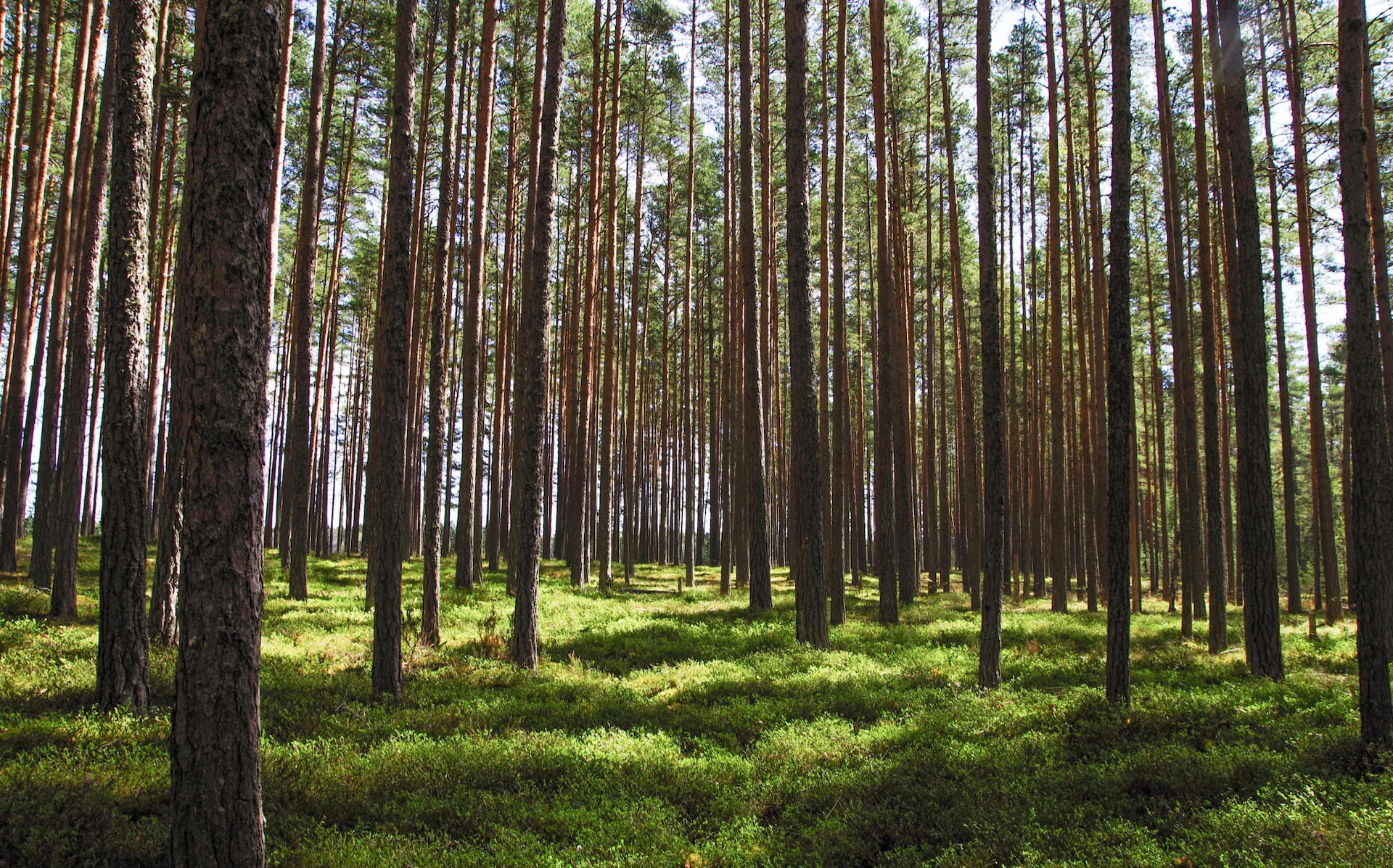 Oikea-aikaisilla metsänhoitotöillä työt tehdään kustannustehokkaasti, sekä turvataan myöhempien aikojen tukkisaanto.