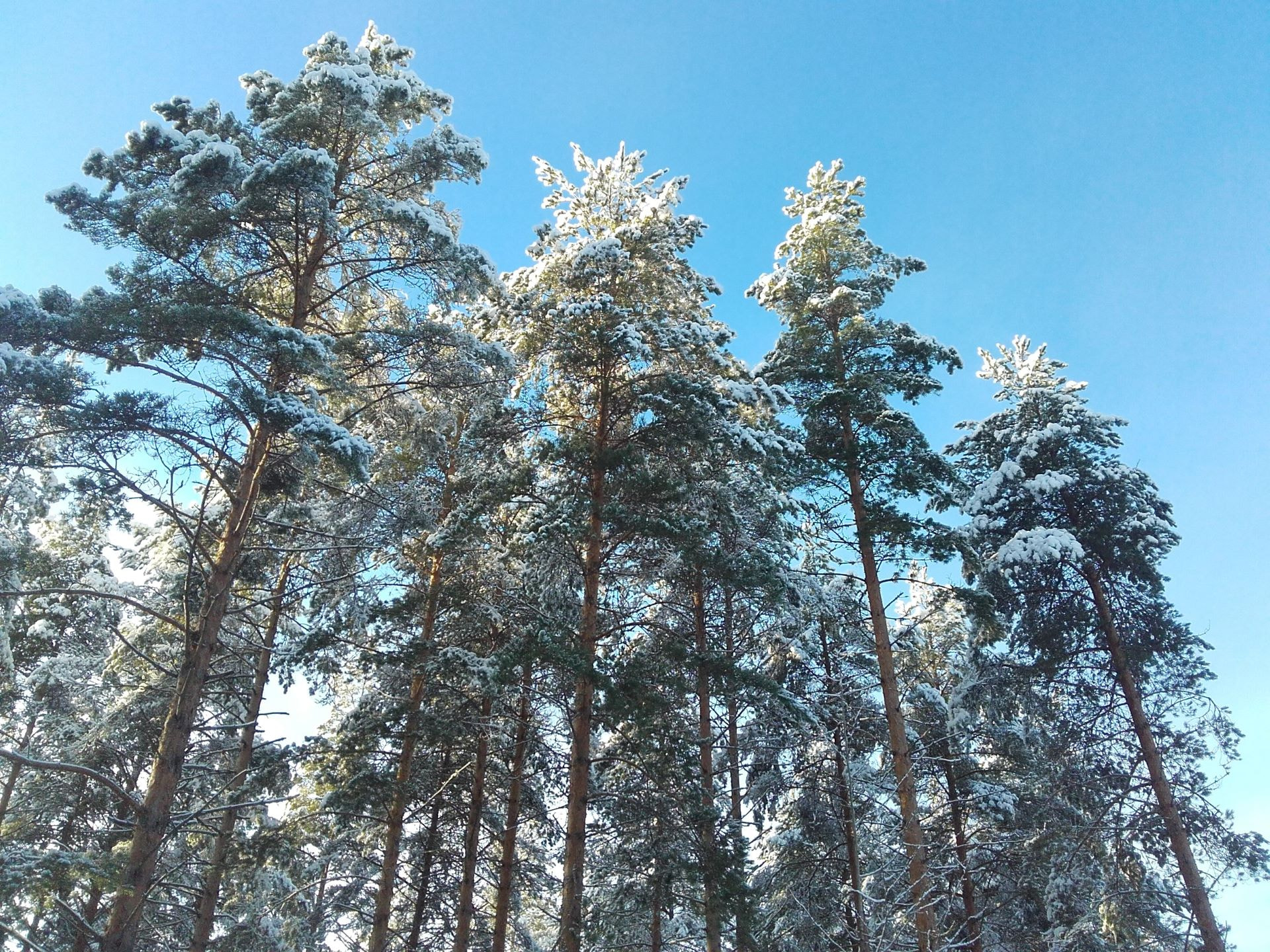 Metsänhoitoyhditys Mänty-Saimaa ry:n valtuuston kevätkokous 5.4.2024