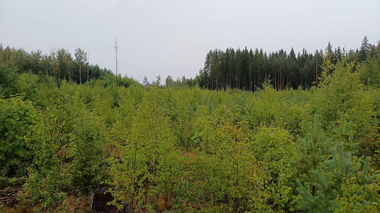 Mitä uutta metka - metsätalouden kannustejärjestelmä tuo mukanaan?