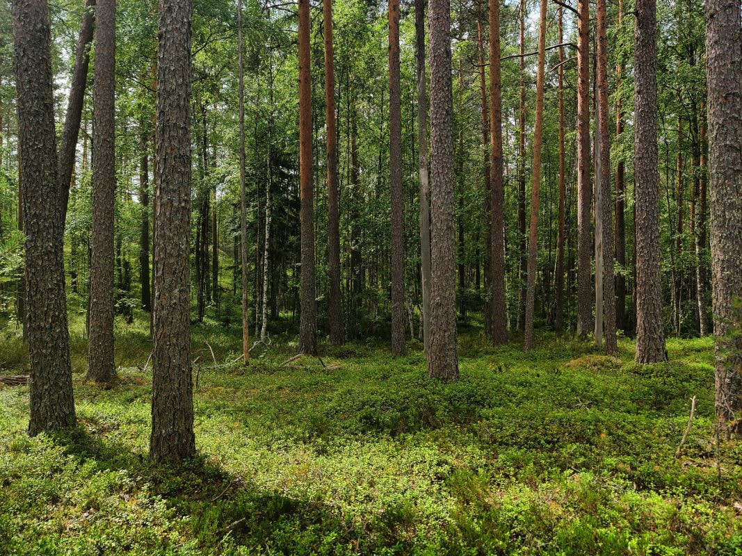 Metsäharjoittelijahaku kesälle 2024 on nyt auki! 