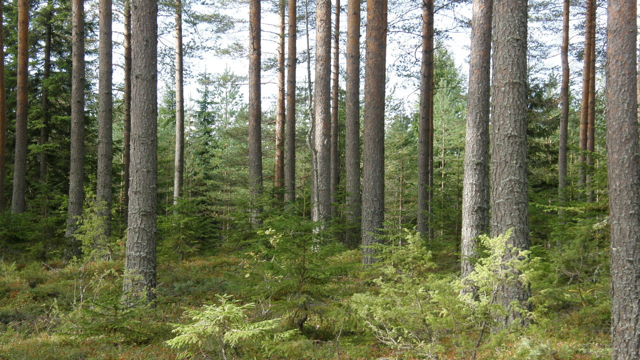 Metsänhoitoyhdistys Pyhä-Kala