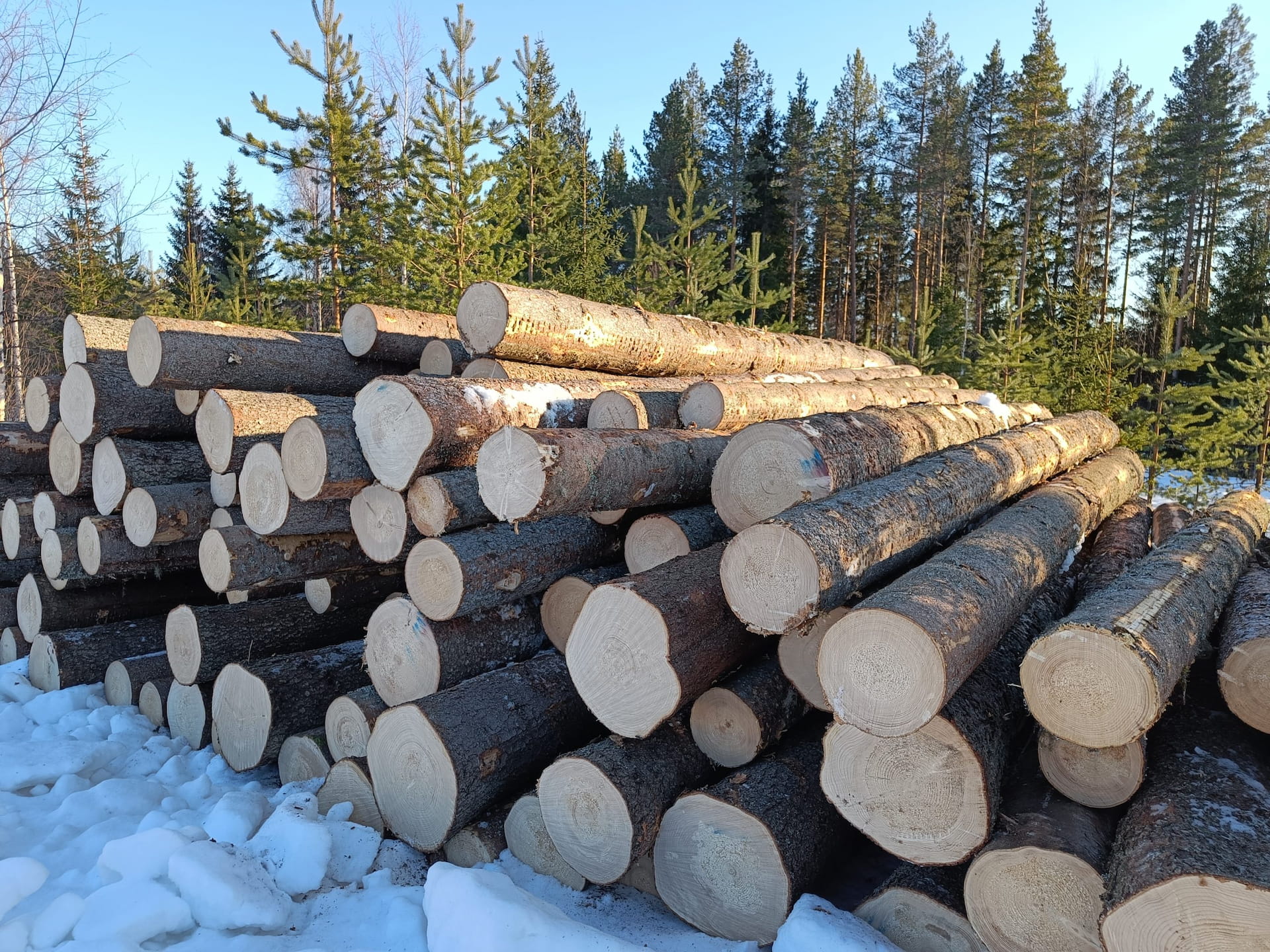 Kevät on puukaupan ja metsänhoidon valmistelun aikaa- puukauppa jatkunut normaalisti lakoista huolimatta