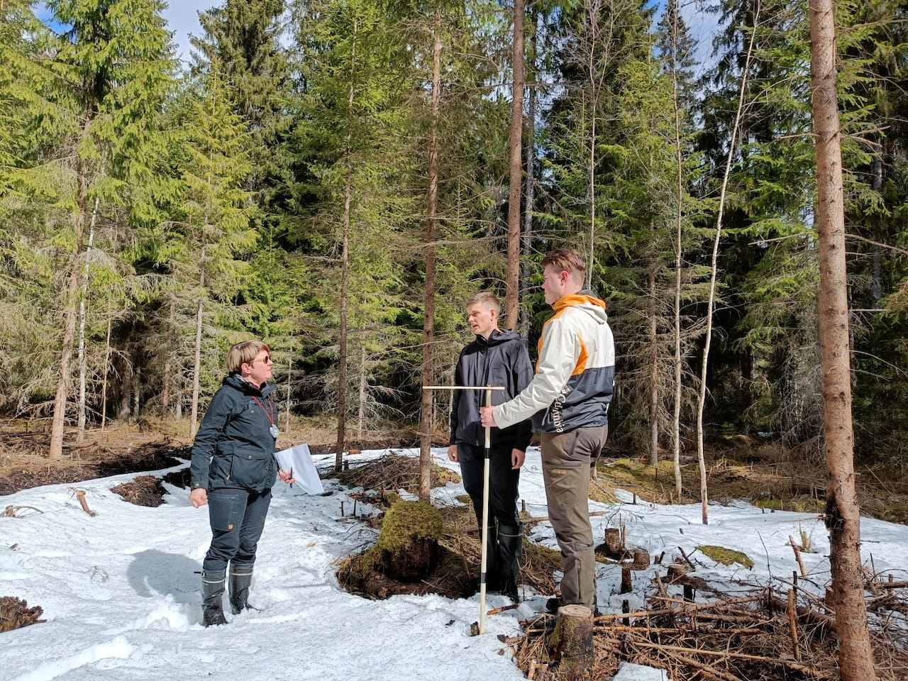 Ensiharvennusten korjuujälkeä tutkitaan Päijät-Hämeessä