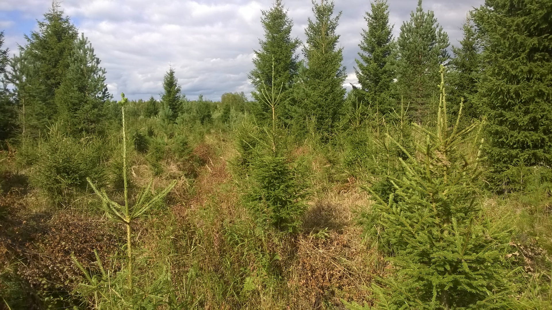 Metsänhoitoyhdistys Siikalakeus järjestää metsätaitokisat Raahessa