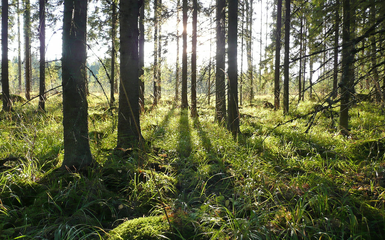 Skogsbeskattningskurser