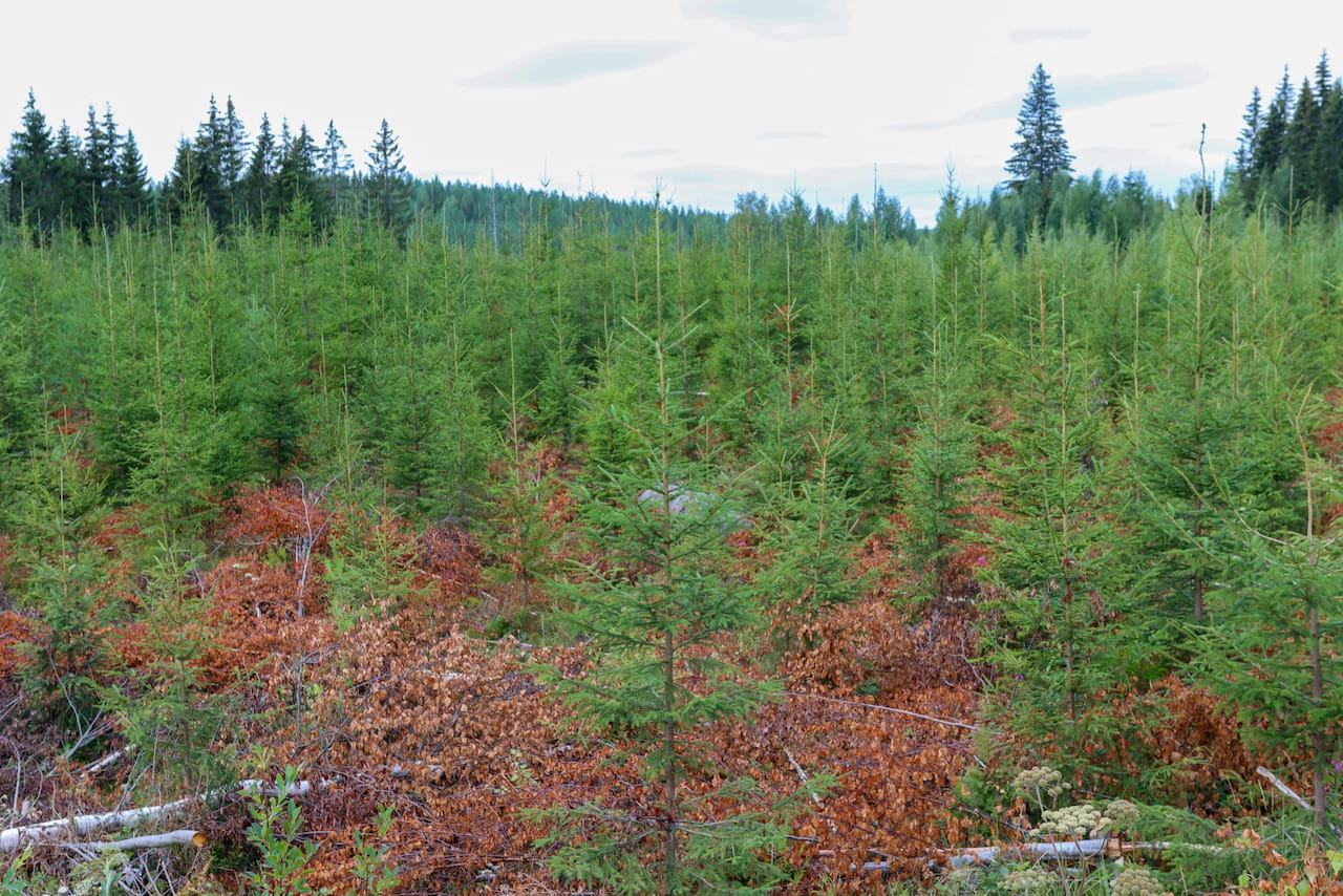 Hoitamattomuudella menetetään reilu kolmannes metsän tuotosta