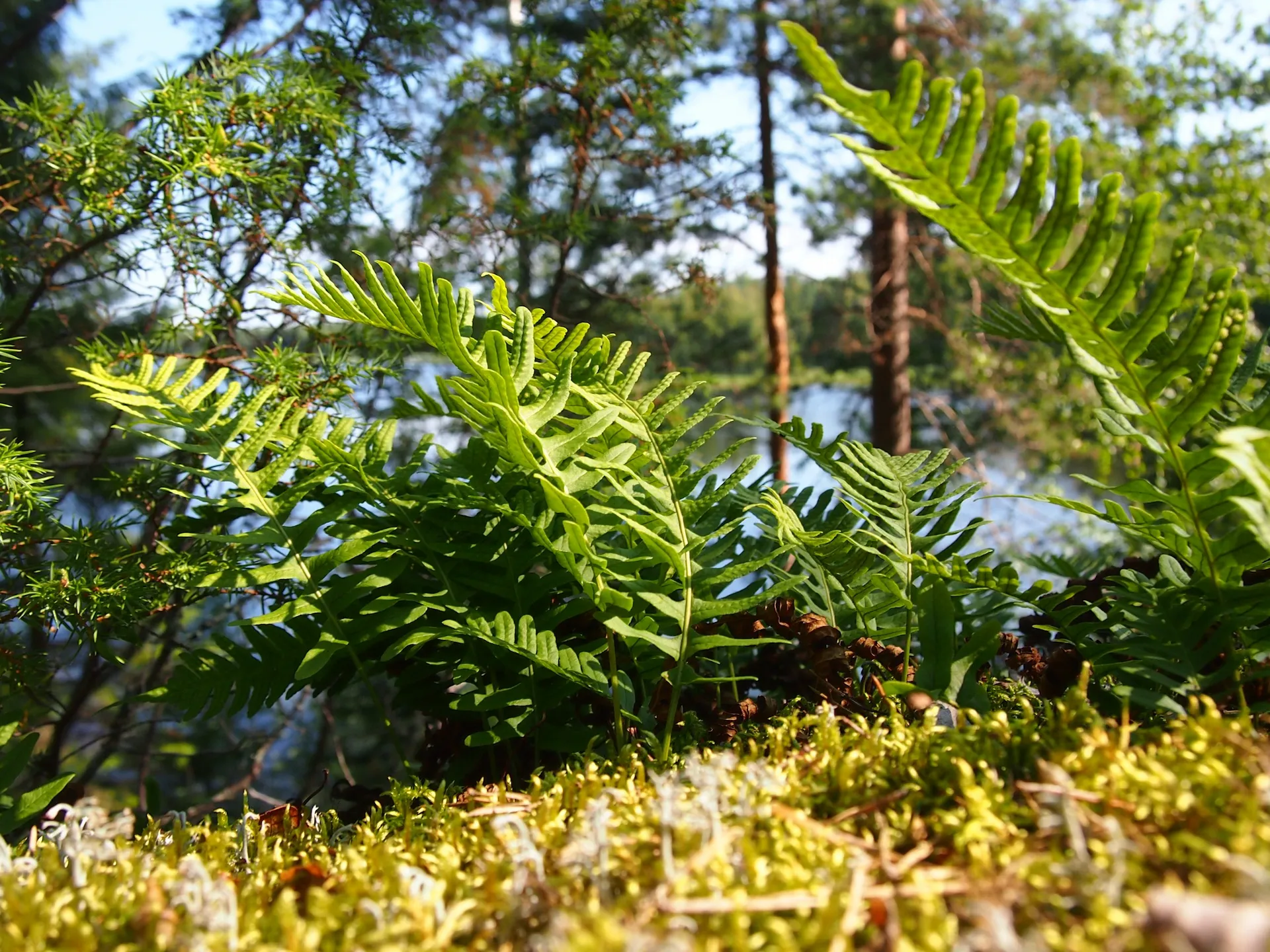 Lähikuva kallioimarre-kasvista