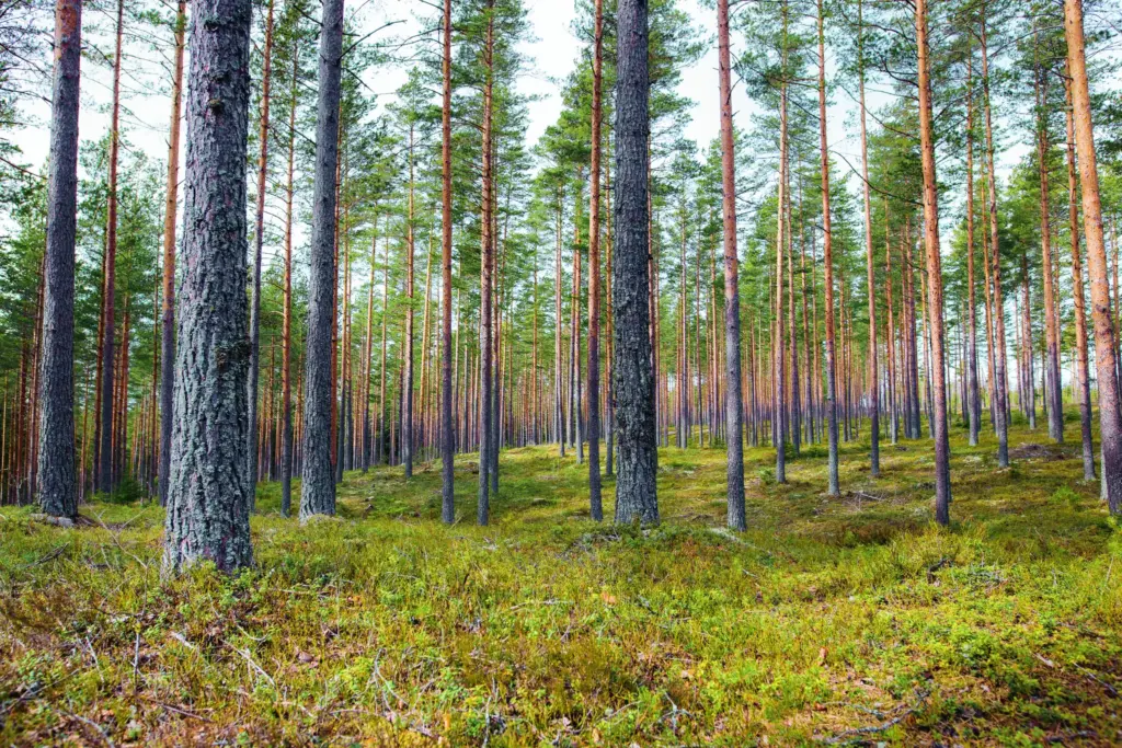 Männikkö kesällä
