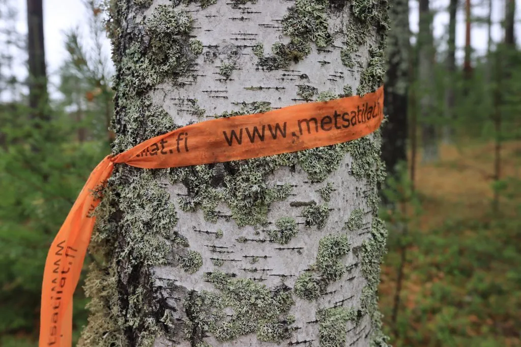 Kuvituskuva. Koivu puun ympärillä on sidottuna oranssi metsatilat-nauha.