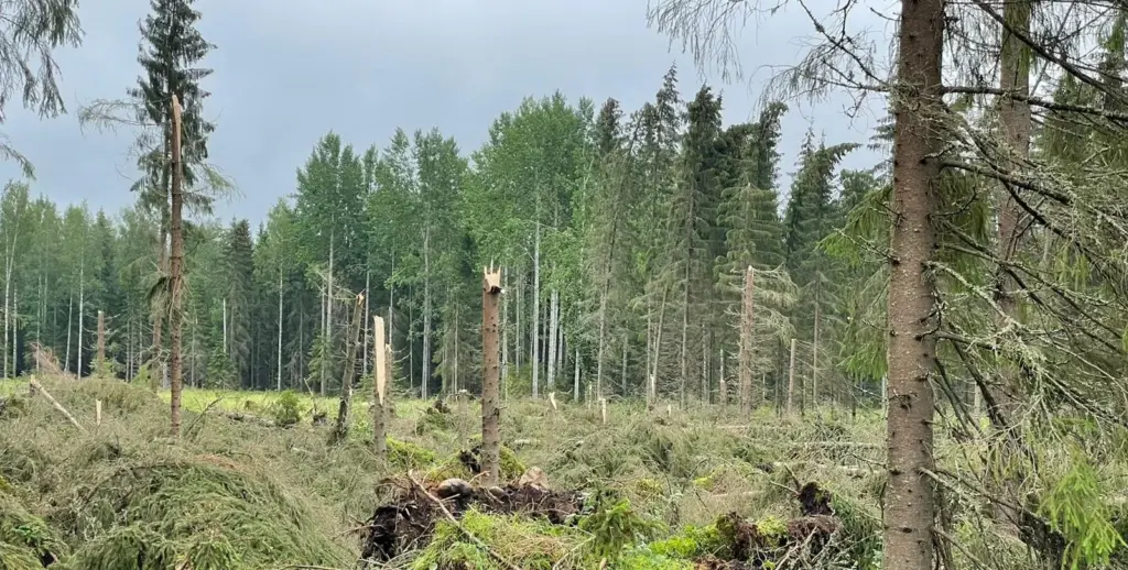 Kuva tuulituhosta metsässä